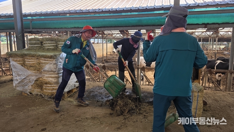 도의원들은 장화를 신고 진흙과 수해 잔해가 뒤엉킨 논바닥과 축사를 오가며, 썩은 짚단을 치우고 침수된 농장 시설의 토사를 정리하는 등 현장 복구에 구슬땀을 흘렸다.