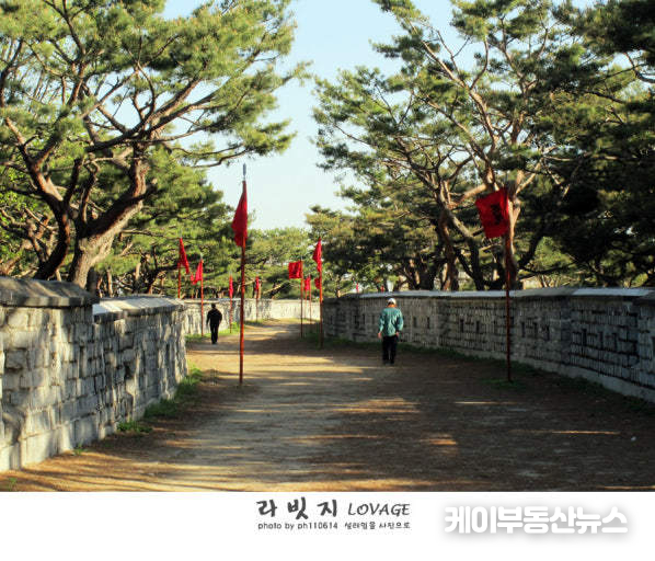 수원화성 '소나무 터널' 옛 자료 사진