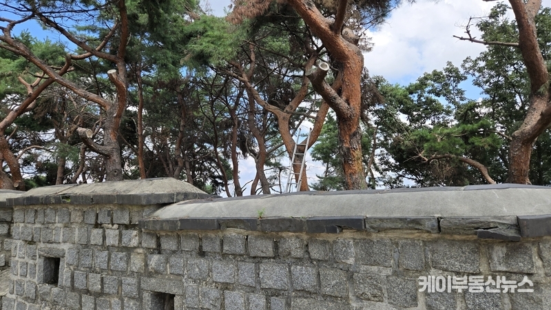 지난해 폭설 피해로 9개월 넘게 방치돼 있던 팔달산 성곽길 고사목이 최근 일부 제거됐다. 성곽길 곳곳에서 흉물처럼 서 있던 말라 죽은 나무들이 사라지면서 방문객의 안전 위험은 줄어든 셈이다. / 김교민 기자