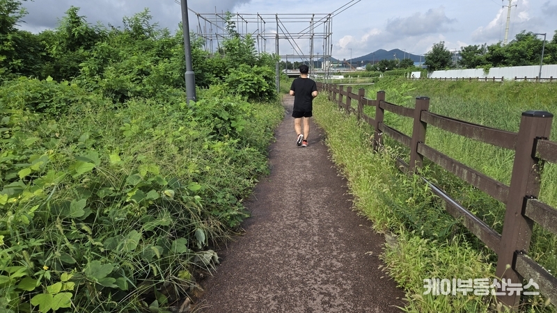잡초가 무성한 산책로 – 제초 관리가 전혀 되지 않아 보행자가 겨우 한 줄로 통과할 수 있는 상태가 계속되고 있다. (9월7일 현장 사진) / 김교민 기자