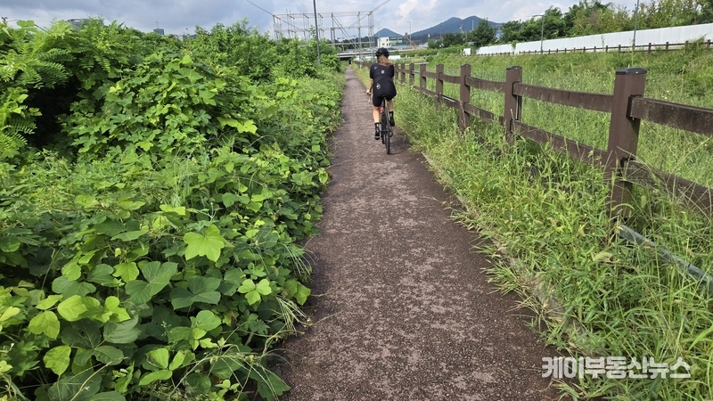 제초·시설물 관리가 제대로 이뤄지지 않고 있어 “생활형 보행·자전거 길을 성남시가 사실상 방치하고 있다”는 지적이 나온다. (9월7일 현장 사진) / 김교민 기자