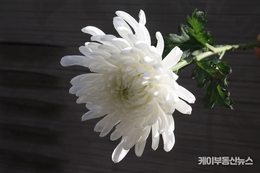 [訃告] 서성란 경기도의회 의원 부친 故 서정용 집사, 향년 92세로 소천