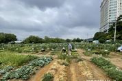 용인특례시, 시민농장 분양받을 도시농부 815팀 모집