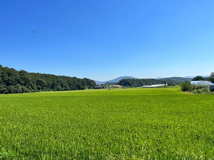 원삼면 일대의 백옥쌀 GAP 생산단지 ©