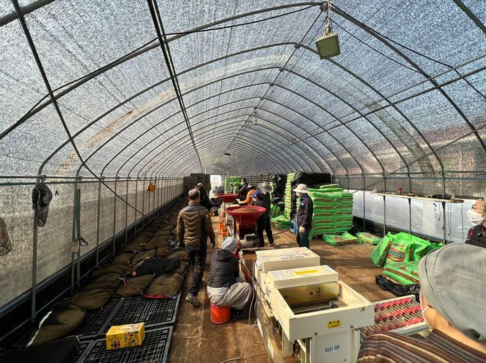 벼 종자 파종 모습 ©