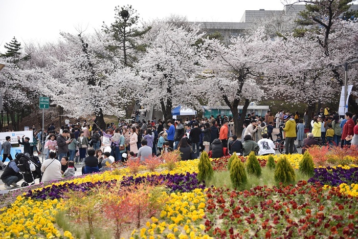 경기지역 벚꽃축제 명소로 꼽히는 수원시 팔달구 경기도청 구청사 일원에서 ‘경기도청 봄꽃축제’가 4년 만에 개최된다.