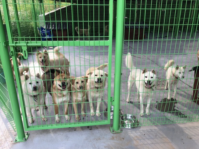 용인시 동물보호센터에서 보호중인 반려견 모습