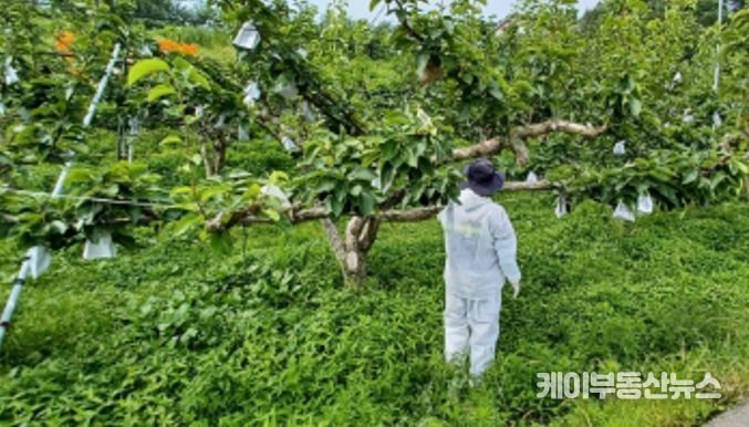 파주시, 사과·배 농가 정밀 예찰 실시…과수화상병 막는다