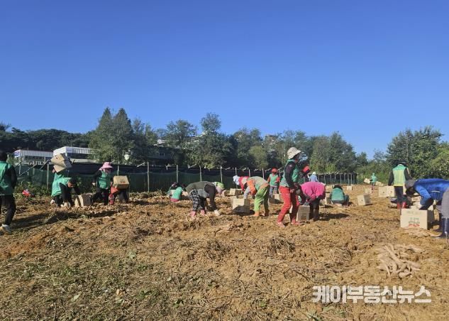 화성시 장안면 새마을회, 사랑의 고구마캐기 행사 진행