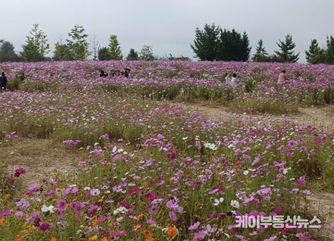 걸으며 즐기는 가을의 정취, 여주 당남리섬