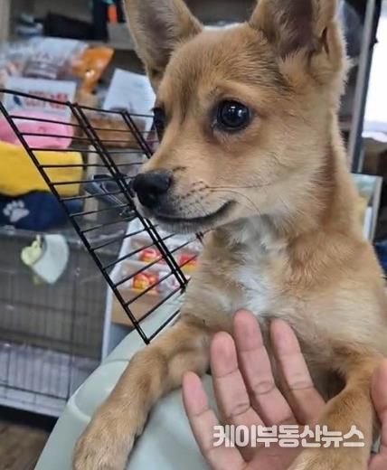 파주시, 10월 25일까지 명예동물보호관 추가 모집