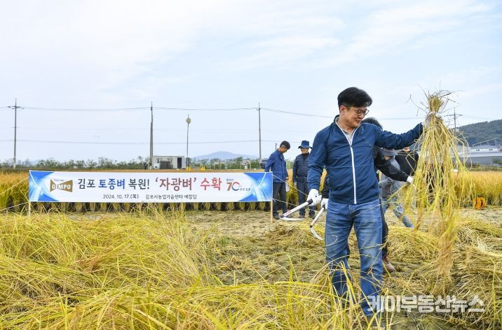 김병수 시장이 17일 대곶면 약암리에 있는 농업기술센터 벼 예찰답을 찾아, 시민과 함께 자광벼 베기에 함께 했다.