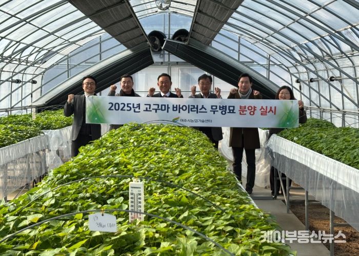 여주시, 2025년 고구마 바이러스 무병묘 첫 분양 실시!
