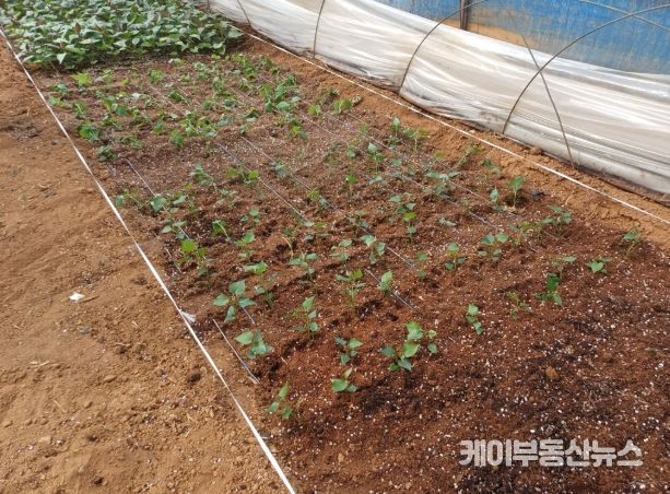 조직배양묘 식재 사진