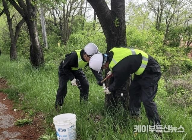 여주시, 가로수 미국흰불나방 'STOP!!'