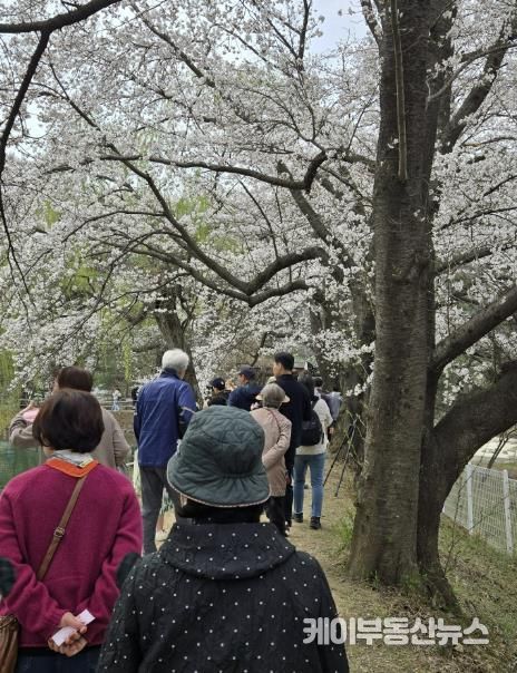 가평군 청평 옛 내수면연구소 벚꽃길, 1만5천명 발길 '성황'