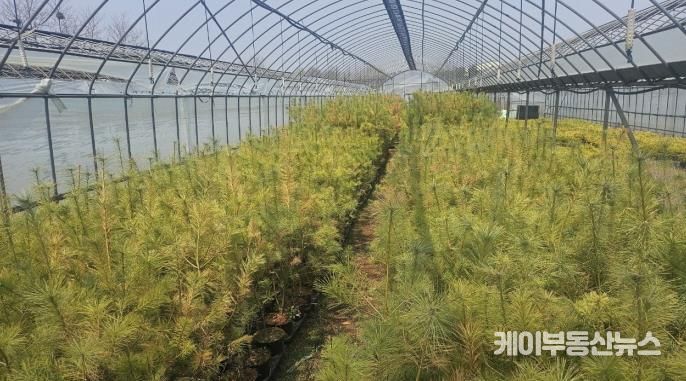 파주시, 2025년 큰나무 조림 진행 중…우리숲을 더 푸르게