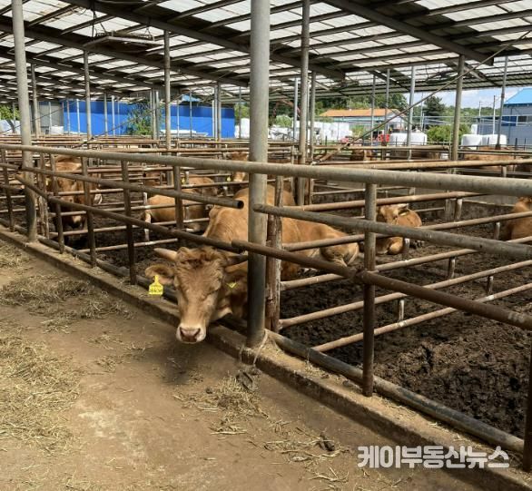 용인특례시는 '2025 저탄소 농업 프로그램 시범사업' 참여 축산농가를 모집중에 있다