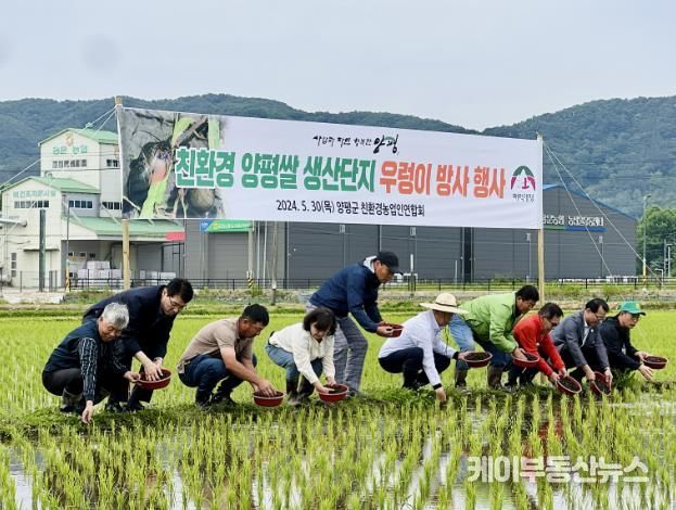 친환경 양평쌀 생산 우렁이 방사 행사
