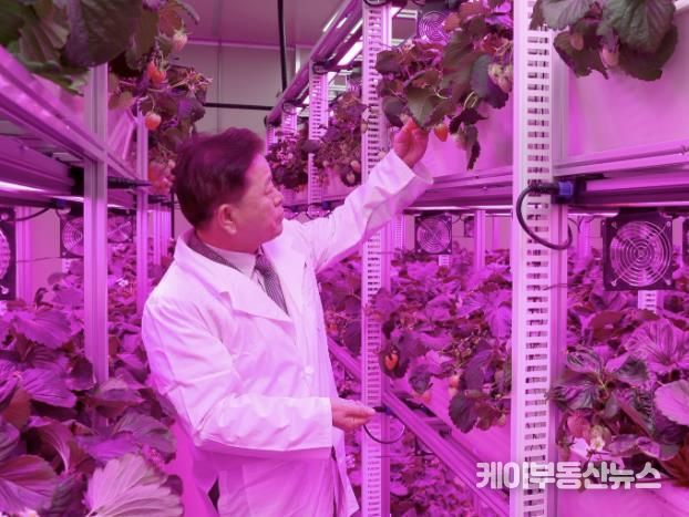 박승원 광명시장이 지난 11월 22일 광명동굴 근처 옛 업사이클아트센터에서 열린 ‘광명동굴 딸기 스마트팜’ 개소식에 참석해 스마트팜 재배시설을 둘러보고 있다.