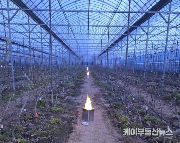 파주시, 원예특작분야 기술보급사업 대상자 모집