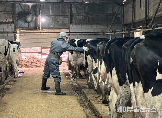 산업동물 공수의사 소 결핵병 공동검진 사진