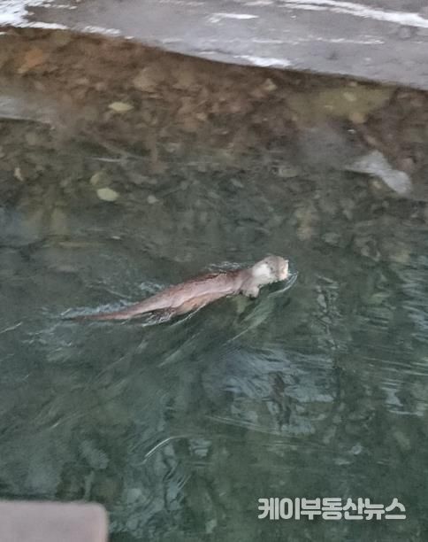 수달_안양 서혜주 제공