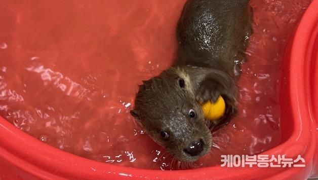 구조동물(수달)