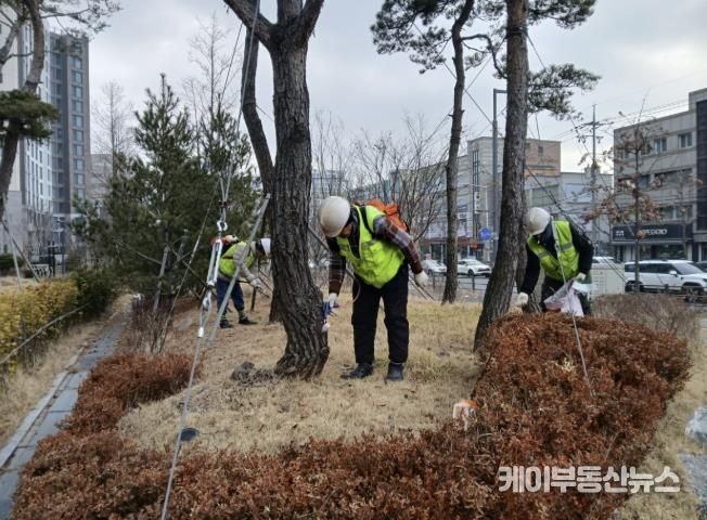 수원시 팔달구, 소나무 재선충병 방제완료