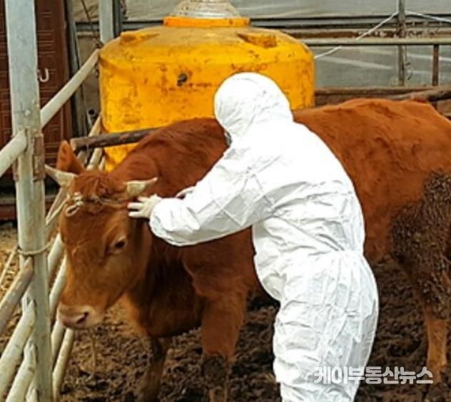 여주시, 구제역 예방 접종 및 차단방역 총력