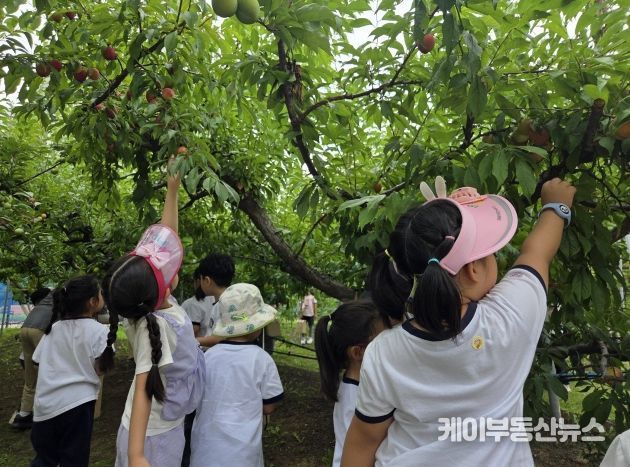 수원시 과수공원에서 아이들이 과일 수확 체험을 하고있다.