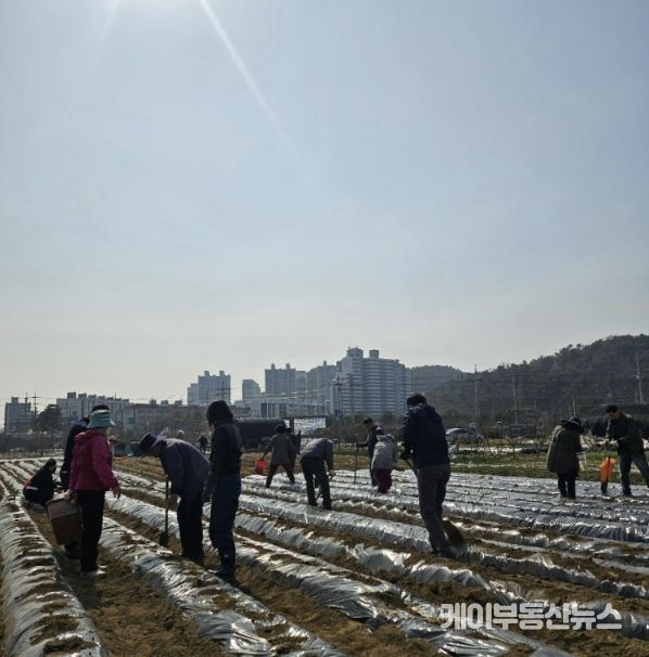 시흥시 신현동 통장협의회, '이웃돕기 감자 심기' 행사 진행