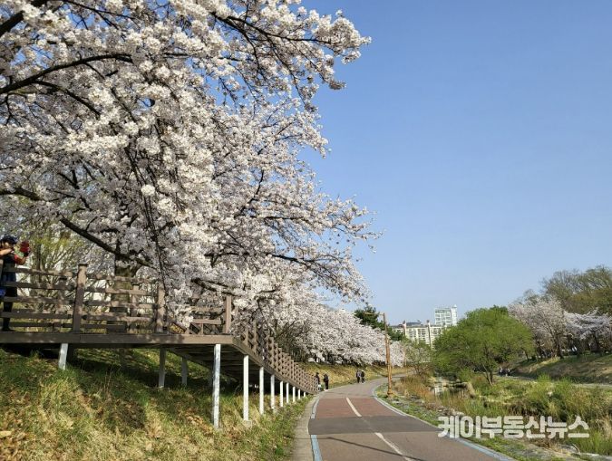성남시, 벚꽃길 명소 9경