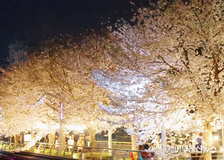안성시 안성3동 금석천 ‘금석첨화‘ 벚꽃 포토존 호응 최고, 이번주 금요일까지 핑크빛 설렘 즐기세요!