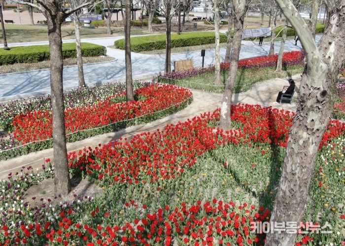 평촌중앙공원 새단장…포장 정비 마치고 봄꽃 ‘활짝’