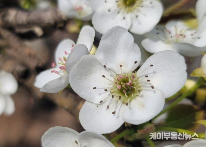 고양시, 이상저온 피해 과수농가 사후관리 기술지도 강화