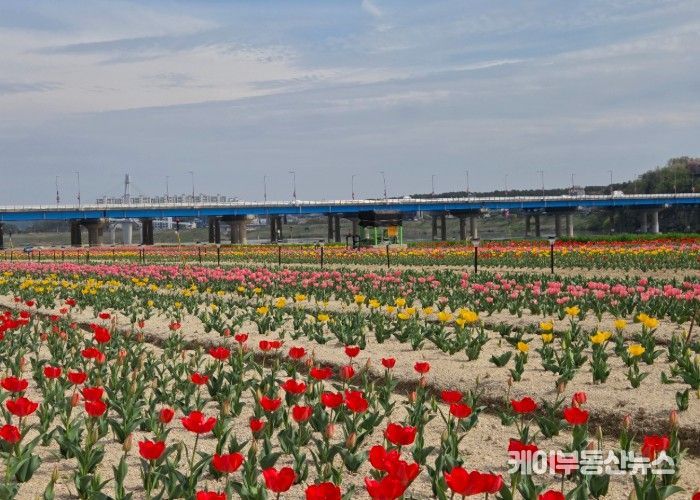 여주시민공원 아름다운 튤립, 주말 만개 기대
